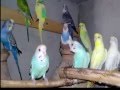 Australian Parrots Love 
