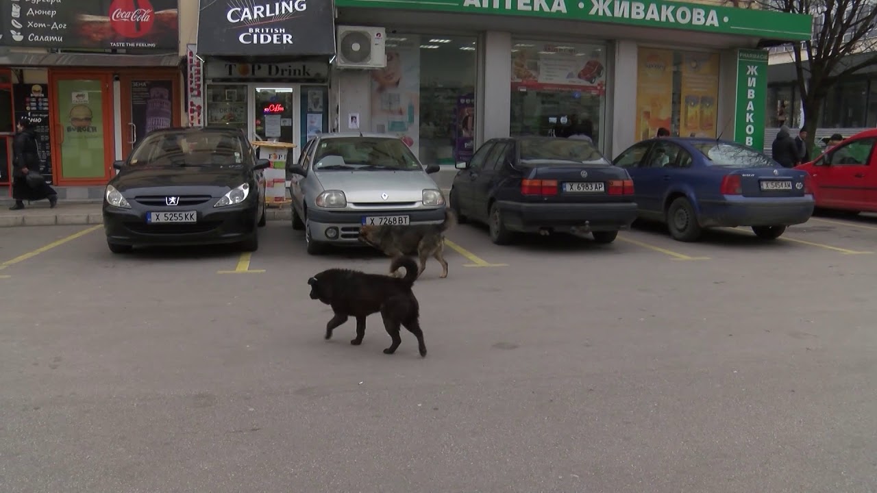 До 3 месеца трябва да бъде готов временния кучешки приют