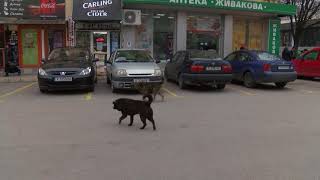 До 3 месеца трябва да бъде готов временния кучешки приют