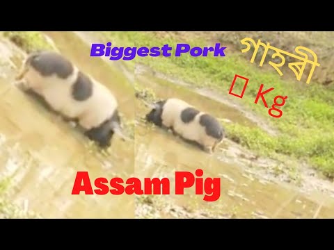 Assam Pig 🐷 100Kg Villagers Pork