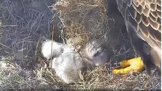 AEF-NEFL ~ Honey I Covered The Kids In Moss 12.12.17