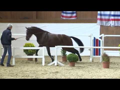 Holsteiner Körlot 2018 | Nr. 29 - CASH BRIDGE v. Cash and Carry - Lasino