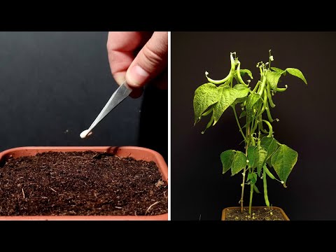 Beans time lapse - 53 days