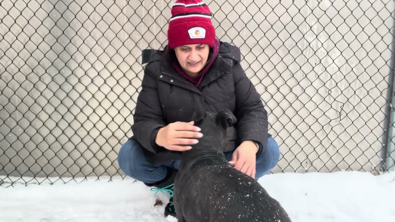 Enlarge Ondina, a ADOPTABLE Pit Bull Terrier in Chicago, IL video 5/5