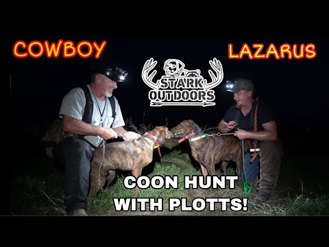 COON HUNTING WITH PLOTTS! LAZARUS AND COWBOY