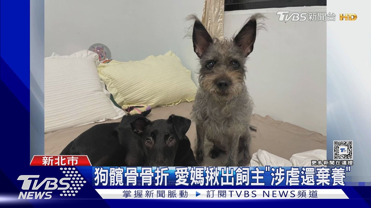 假領養真虐待 愛媽控飼主詐醫藥、飼料費