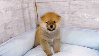 ハーフ犬の動画01