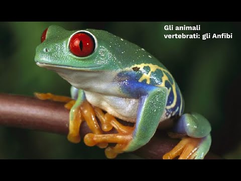 LE SUPERSINTESI DI SCIENZE: Gli animali vertebrati - gli Anfibi (classe prima)