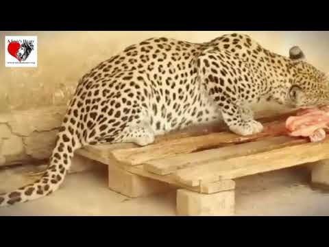 Taiz Zoo Rescue and Conserve Mission