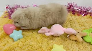 ハーフ犬の動画01