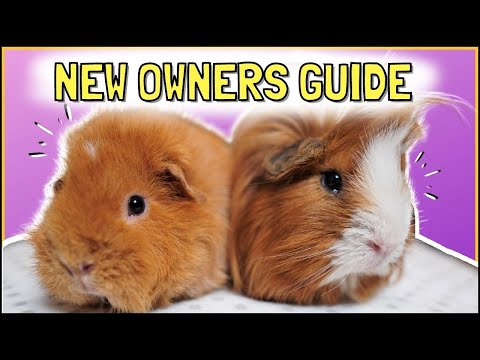 , title : 'BEGINNERS GUIDE: Become a Guinea Pig Owner in 2023!'