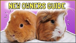 BEGINNERS GUIDE: Becoming a Guinea Pig Owner!