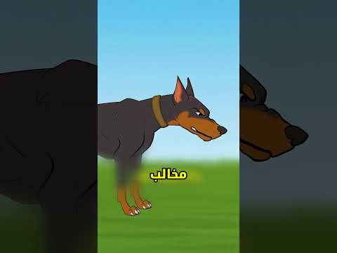 ليش بسك يخدش الكنبة 🧐 #shortvideo