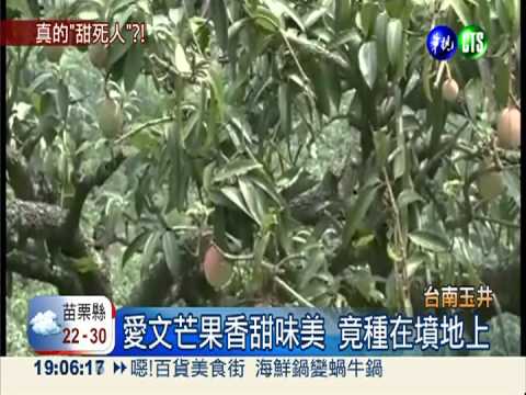 甜得"恐怖"的愛文芒果 種在公墓上