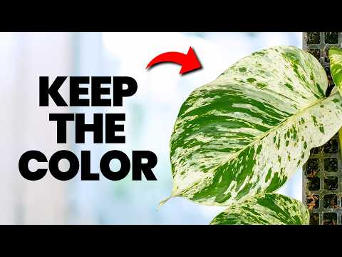 I Stopped Killing Pothos Plants Once I Knew This