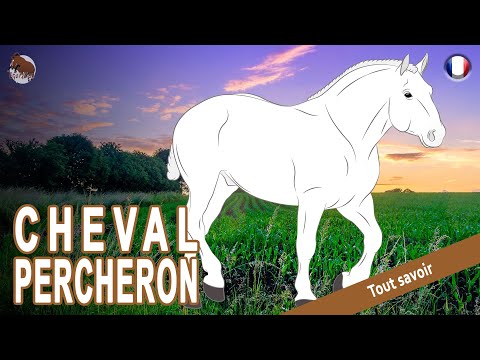 , title : 'CHEVAL PERCHERON, des chevaux surnommés « Arabe gigantesque », RACES DE CHEVAUX'