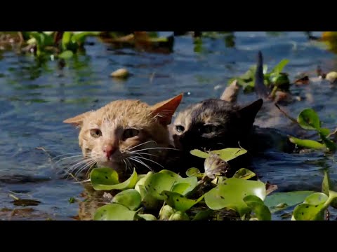 These Cats Living On Inle Lake, Myanmar Are Darn Good Swimmers