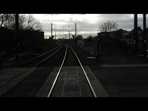 B.Sarius Kustennebel