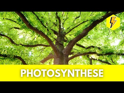 Wie funktioniert die Photosynthese? - einfach erklärt