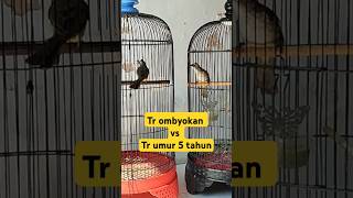Download lagu trucuk ombyokan big body coupled with 5 year old trucuk #trucukan #trucukantarung mp3 Download lagu trucuk ombyokan big body coupled with 5 year old trucuk #trucukan #trucukantarung mp3