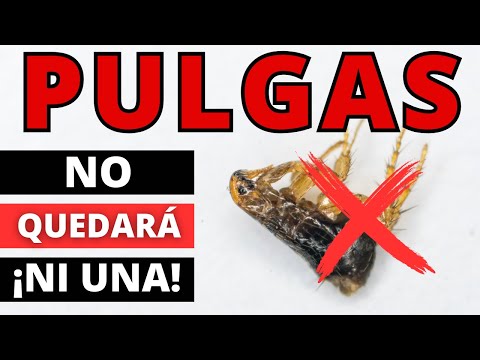 Vinegar and Baking Soda for Fleas - The Perfect Combination