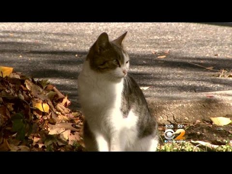 Roslyn Estates Considers Ban On Feeding Feral Cats, Wild Animals