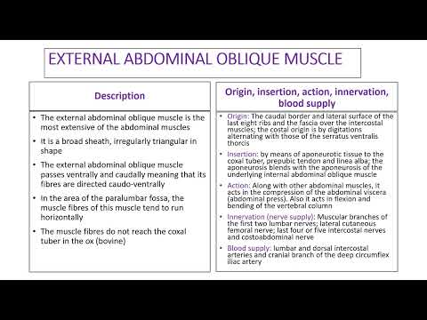 , title : 'Anatomy of the External Abdominal Oblique Muscle: Ruminants'