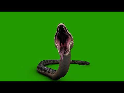 Green Screen Chroma Key Cobra