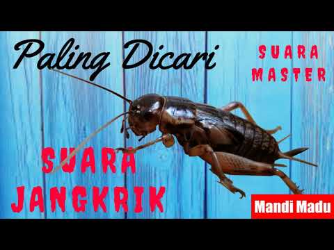 download lagu mp3 mp4 Download Suara Jangkrik Masteran Lovebird, download lagu Download Suara Jangkrik Masteran Lovebird gratis, unduh video klip Download Suara Jangkrik Masteran Lovebird