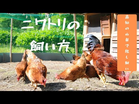 園芸 庭で鶏を飼う