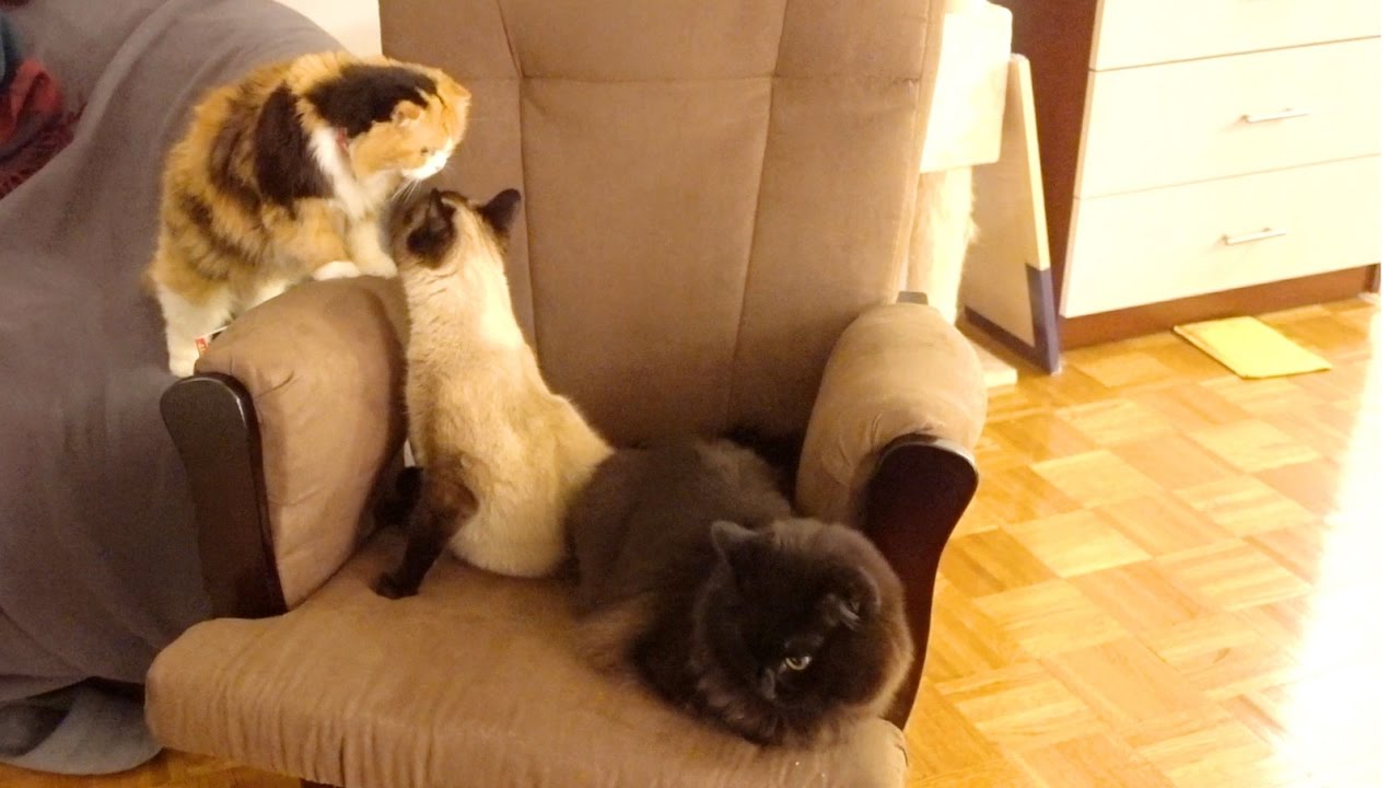 おっぱい（授乳）にはこれ！ロッキングチェアの設置 Cats occupied the nursing chair!