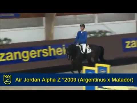 AIR JORDAN ALPHA Z: Zangersheide stallion by Argentinus, www.equine-evolution.com