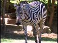 Barney Let S Go To The Zoo VHS Trailer 3