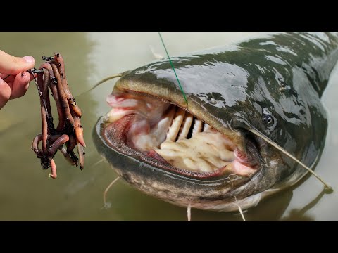 Vissen op GIGANTISCHE vissen GROTER DAN MENSEN!
