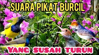 Download lagu Suara Pikat Sogon,Prenjak,Dan Semua Burcil Yang Bandel Dan Susah Turun mp3 Download lagu Suara Pikat Sogon,Prenjak,Dan Semua Burcil Yang Bandel Dan Susah Turun mp3