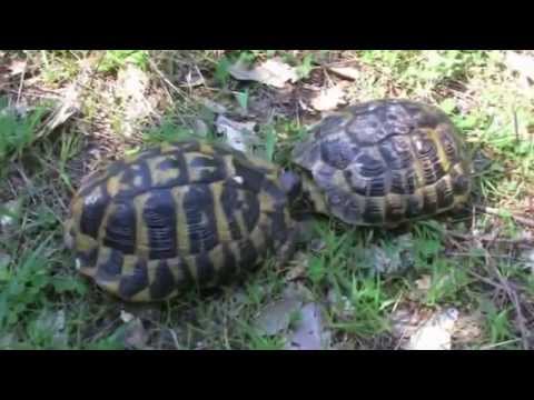 Korytnačka Hermannova (Testudo hermanni) — stredomorský biotop