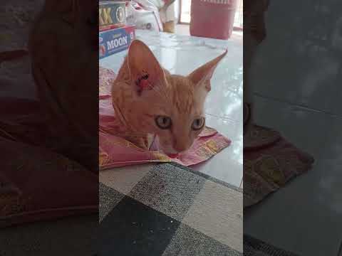 golden cat eating food #cats #catvideos #catshorts