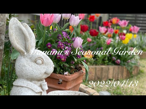 《ガーデニング》富山からやってきたチューリップの球根達#ガーデニング＃宿根草#花壇