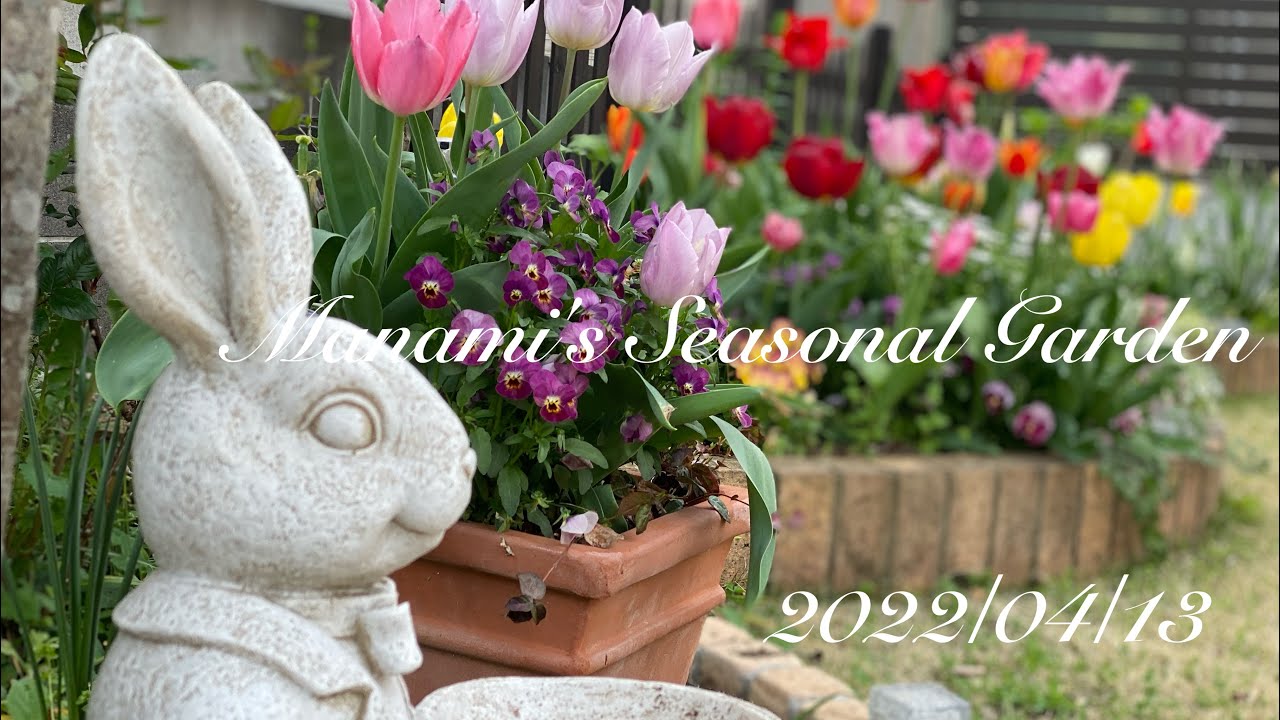 《ガーデニング》富山からやってきたチューリップの球根達#ガーデニング＃宿根草#花壇