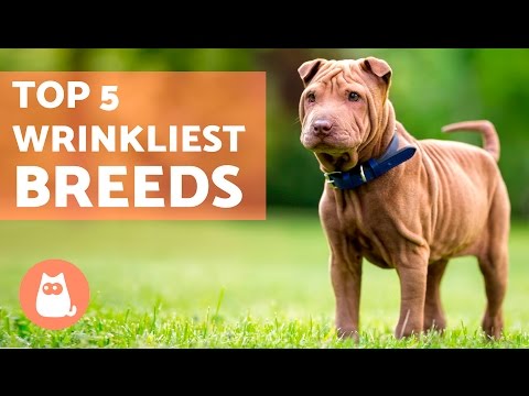 The 5 MOST WRINKLY DOGS in the World