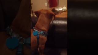 Dog Reacts To Seattle Yodel