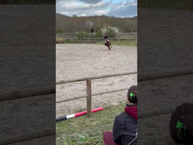 Ponette PFS Alezane 8 ans pour P&eacute;lite
