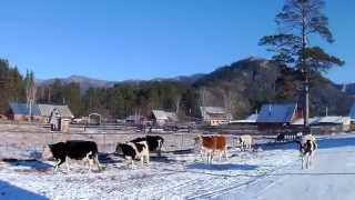 preview picture of video 'Altai cows.'
