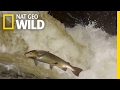 The Salmon's Life Mission | Destination WILD