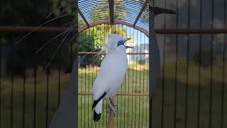 Download lagu jalak bali isian trucukan kejepit #birds  #burung #kicaumania #burungkicau #jalaksuren #jalak mp3