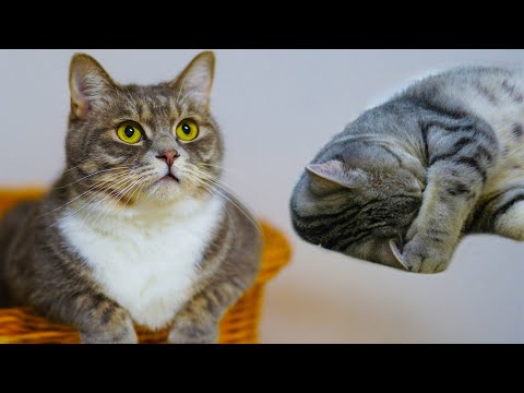 सोते समय बिल्लियाँ नाक क्यों बंद कर लेती हैं