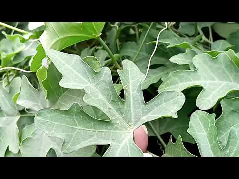 Coccinia Indica Extract Powder