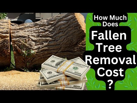 🪵How Much Does Fallen Tree Removal Cost?💰CALL 480-200-3331 for FREE QUOTE! Scottsdale & Gilbert Az