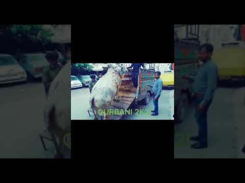 QURBANI 2K21 AT CHUGHTAYI HOUSE