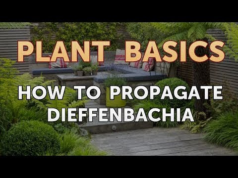 How to Dry an Overwatered Plant